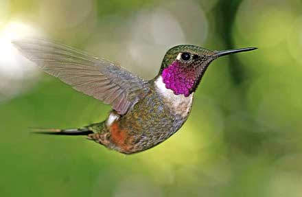 Magenta-throated Woodstar
