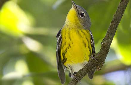 Magnolia Warbler 
