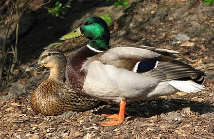 Mallard 