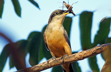 Mangrove Cuckoo