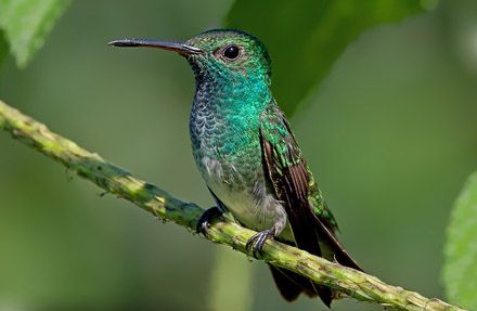Mangrove Hummingbird