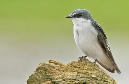 Mangrove Swallow 