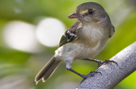 Mangrove Vireo 