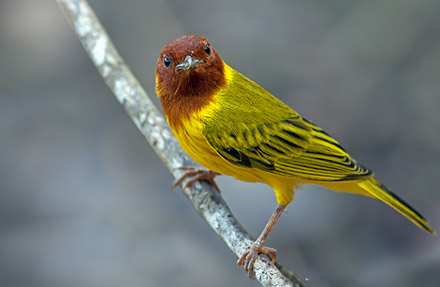 Mangrove Warbler 