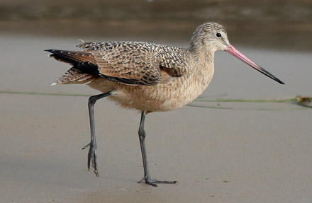 Marbled Godwit
