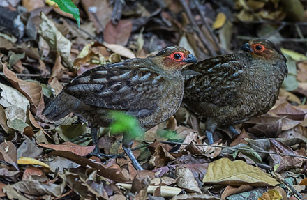 Marbled Wood-Quail