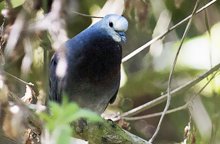 Maroon-chested Ground-Dove