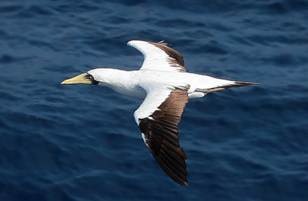 Masked Booby
