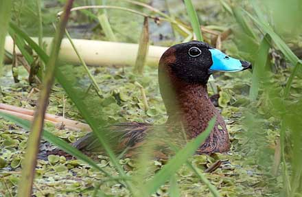 Masked Duck