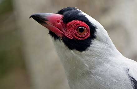 Masked Tityra 