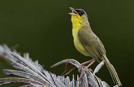 Masked Yellowthroat 