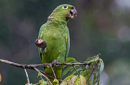 Mealy Parrot