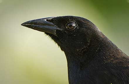 Melodious Blackbird 
