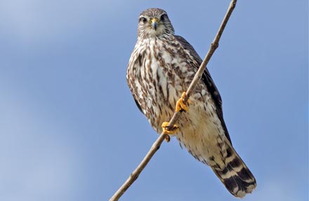 Merlin