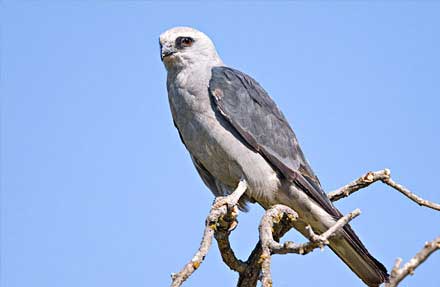 Mississippi Kite