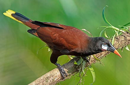 Montezuma Oropendola 