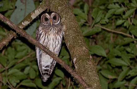 Mottled Owl