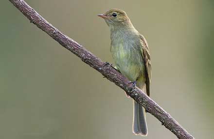 Mountain Elaenia 