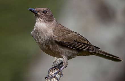 Mountain Thrush