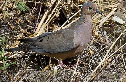 Mourning Dove