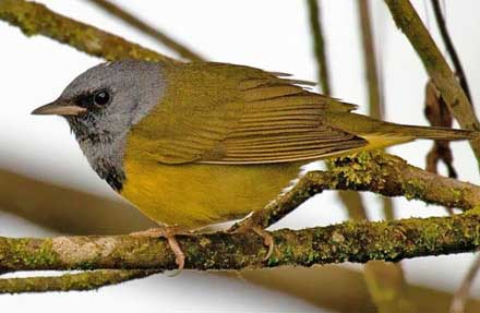 Mourning Warbler 
