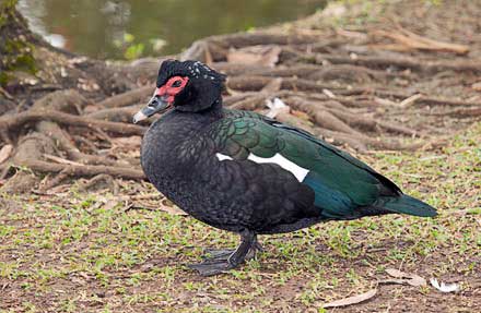 Muscovy Duck                                                                                                                                                                                                                                              
