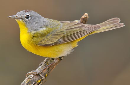 Nashville Warbler 