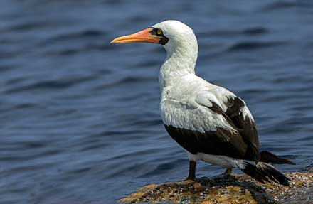 Nazca Booby