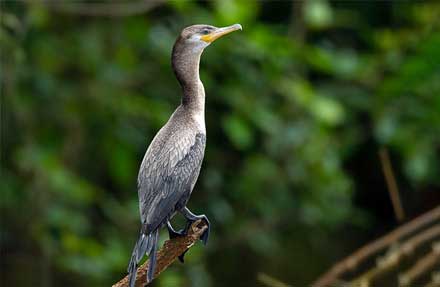 Neotropic Cormorant