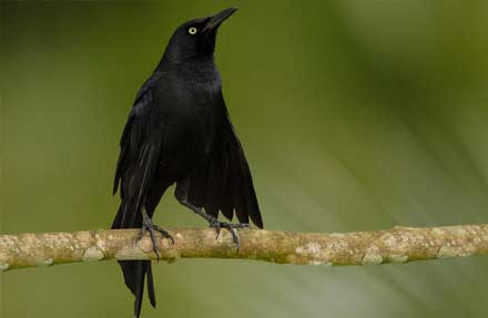 Nicaraguan Grackle 