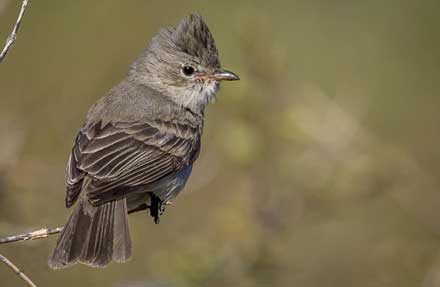 Northern Beardless-Tyrannulet 