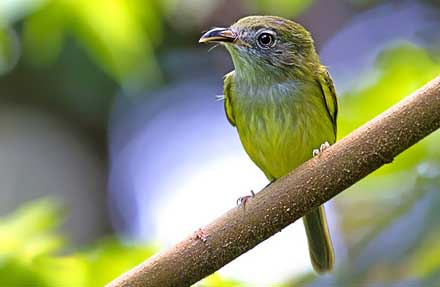 Northern Bentbill 