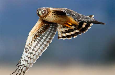 Northern Harrier