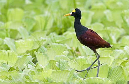 Northern Jacana