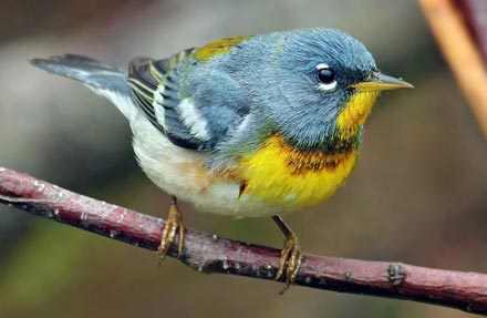 Northern Parula 