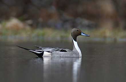 Northern Pintail
