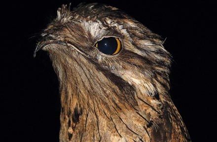 Northern Potoo