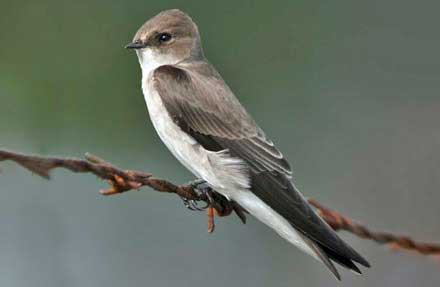 Northern Rough-winged Swallow 