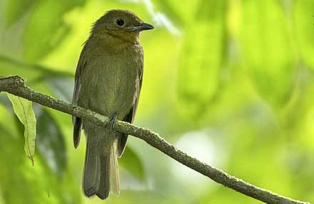 Northern Schiffornis antes [Thrush-like Schiffornis] 