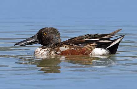 Northern Shoveler 