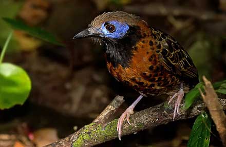 Ocellated Antbird 