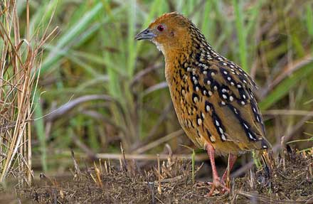 Ocellated Crake