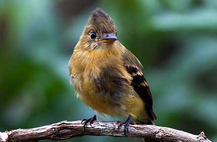 Ochraceous Pewee 