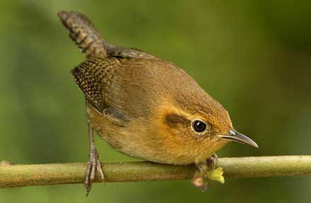 Ochraceous Wren 