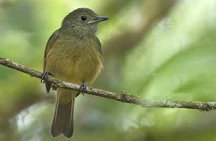 Ochre-bellied Flycatcher 