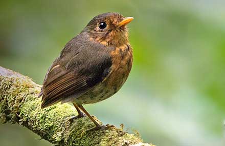 Ochre-breasted Antpitta 