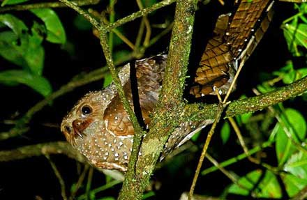 Oilbird