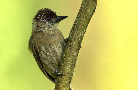 Olivaceous Piculet