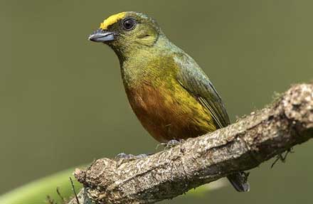Olive-backed Euphonia 