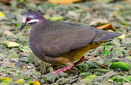 Olive-backed Quail-Dove